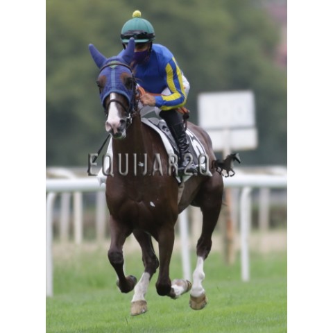 Bovary de Pompadour (PSA)