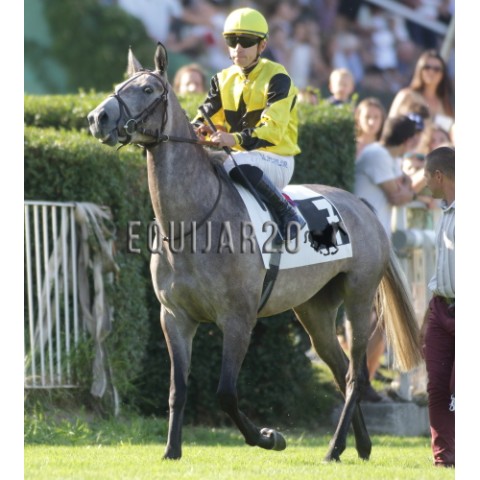 Julie de Faust (PSA)