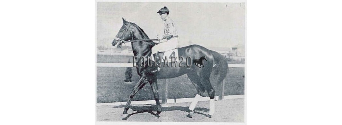 Black Gold el Caballo Indio