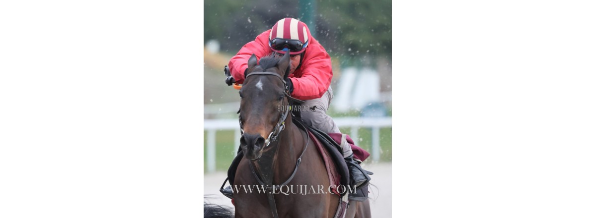 Camino de la Saudi Cup 2024 ( ya publicado en A GAlopar)