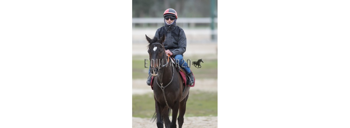 Alcaraz ruta hacia Arabia II