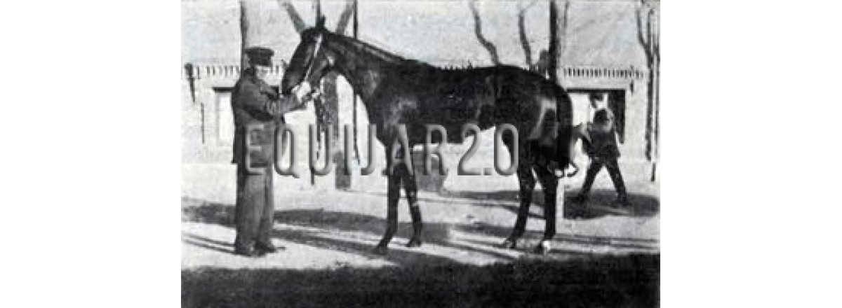 1903 Favorita II Garvey IV