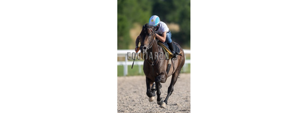 José Gómez ( publicado en A Galopar)