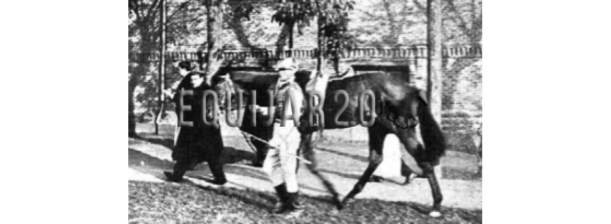 Peri madre de Royal Gilf y Palm