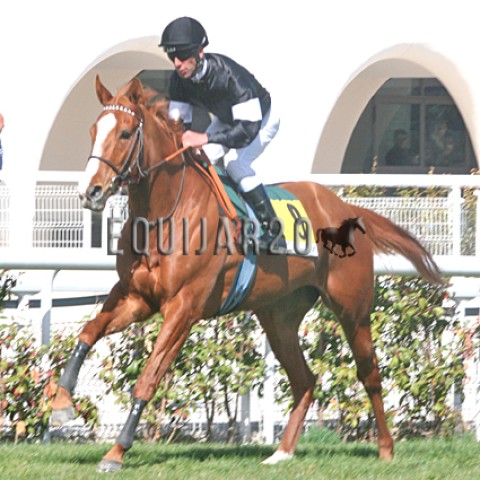 Lettice Knollys (GB)