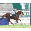 Carrera: P.Cría Nacional-JEGAMAREJO-Venta-(Am-Ge) | Caballo: Don Hernando Hab
