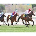 Carrera: P. TUCUMAN | Caballo: Bob | Monta: O.Ortiz de U.