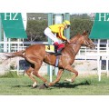 Carrera: P.Cría Nacional- COLORINES | Caballo: Madrileña | Monta: V.Janacek