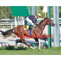 Carrera: P.HSM- BLUE TOM | Caballo: Face to Face | Monta: R.Montenegro