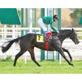Carrera: P.Cadena SER- FAVALLU (Venta) | Caballo: Maria Feliz | Monta: V.Janacek