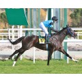Carrera: P.ARROW | Caballo: Diego Valor | Monta: J.Crocquevieille