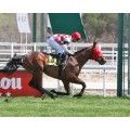 Carrera: P.LARRIKIN | Caballo: Al Tropical | Monta: O.Ortiz de U.