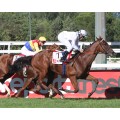 Carrera: P-EL PAIS- XTB | Caballo: Dromeos | Monta: J.Crocquevieille