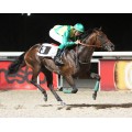 Carrera: P.ARROW | Caballo: Alamares (FR) | Monta: J.L.Borrego