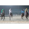 Carrera: P.ARROW | Caballo: Alamares (FR) | Monta: J.L.Borrego