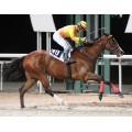 Carrera: P.DUAL SEA | Caballo: Miss Gran Canaria