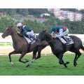 Carrera: Copa de Oro de SS. | Caballo: Scalambra | Monta: F.X.Bertras