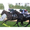 Carrera: Copa de Oro de SS. | Caballo: Scalambra | Monta: F.X.Bertras
