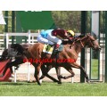 Carrera: P.Quinault | Caballo: Tafadhali