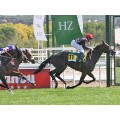 Carrera: P.BLUE TOM | Caballo: Sueva | Monta: J.Crocquevieille