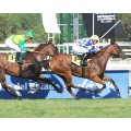 Carrera: P.Baldoria | Caballo: Growing Glory | Monta: S.Pasquier