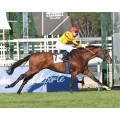 Carrera: G.P.de Madrid | Caballo: Madrileño (GB) | Monta: V.Janacek