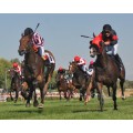 Carrera: P.Come Hither | Caballo: Pierrefiteou