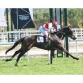 Carrera: P.El Señor | Caballo: Miliki (GB)