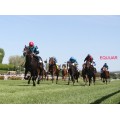 Carrera: P.Caprichos | Caballo: Karlsburg