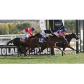 Carrera: P.Karluv Most | Caballo: Filira | Monta: J.Gelabert