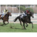 Carrera: P.Francisco Jaquotot | Caballo: Ivan El Terrible