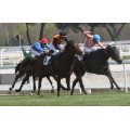 Carrera: P.Cria Nacional Gonzalo Ussia | Caballo: Don Sancho | Monta: V.Janacek