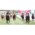 Carrera: P.Cria Nacional Gonzalo Ussia | Caballo: Don Sancho | Monta: V.Janacek