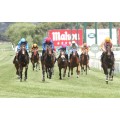 Carrera: G.P Nacional | Caballo: Cherina Dynamite | Monta: R.Sousa