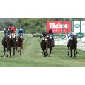 Carrera: P.Young Tiger | Caballo: Noray | Monta: R.Sousa