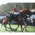 Carrera: P.Antonio Blasco | Caballo: Another Day of Sun