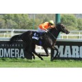 Carrera: G.P de la Hispanidad | Caballo: Oriental | Monta: B.Fayos