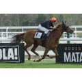 Carrera: P.Celestial River | Caballo: Algaida