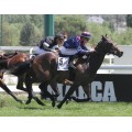 Carrera: G.P Cimera Poule de Potros | Caballo: Einar | Monta: T.Piccone