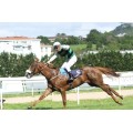 Carrera: P.Tattersalls | Caballo: Royal Dancer