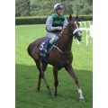 Carrera: P.Tattersalls | Caballo: Royal Dancer
