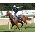 Carrera: P.Tattersalls | Caballo: Royal Dancer