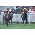 Carrera: P Gobierno Vasco | Caballo: Oriental | Monta: B.Fayos