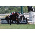 Carrera: Gran Premio de Madrid | Caballo: Cnicht