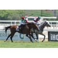 Carrera: Gran Premio de Madrid | Caballo: Cnicht