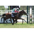 Carrera: Gran Premio de Madrid | Caballo: Cnicht