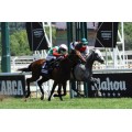 Carrera: Gran Premio de Madrid | Caballo: Cnicht