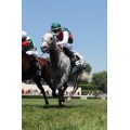 Carrera: Gran Premio de Madrid | Caballo: Cnicht
