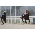Carrera: P.Roberto López | Caballo: Kosciuszko | Monta: H.Hrubosova