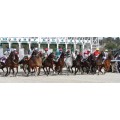 Carrera: P.Andrómeda | Caballo: Niagara | Monta: M.E.Fernández